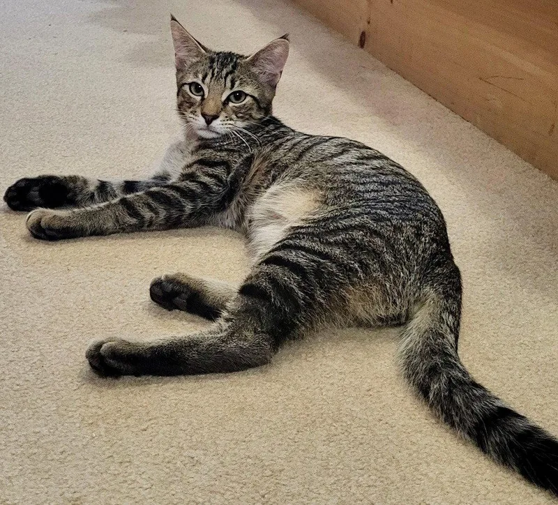 A young small-sized male Domestic Short Hair cat named Fitz for adoption in Sayreville, NJ