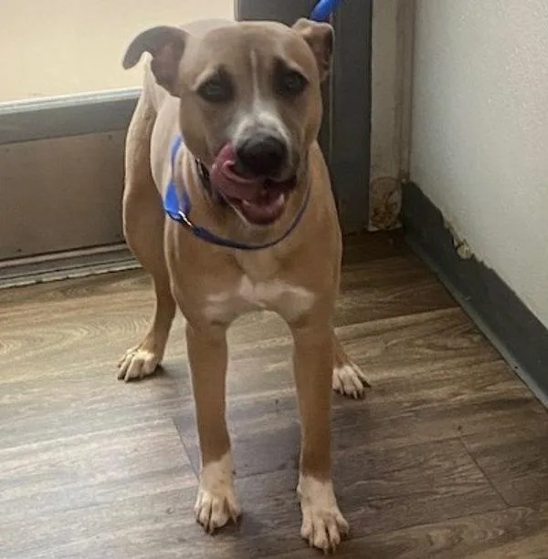 A young medium-sized male Pit Bull Terrier dog named Boots Mcphearson for adoption in San Diego, CA