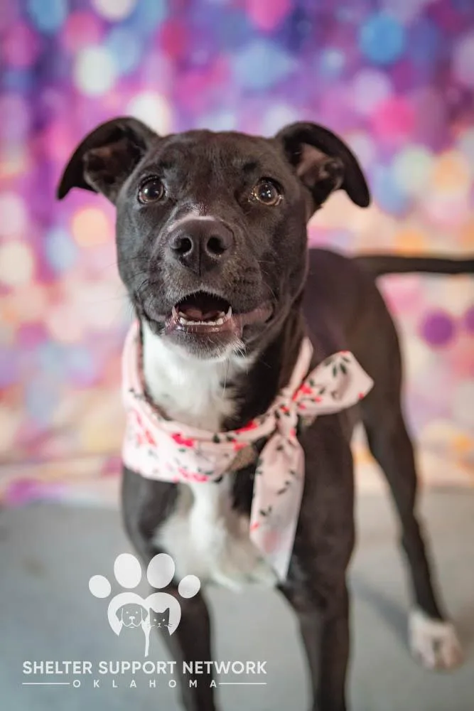 A young medium-sized female Black Pit Bull Terrier dog named Tessa for adoption in Claremore, OK