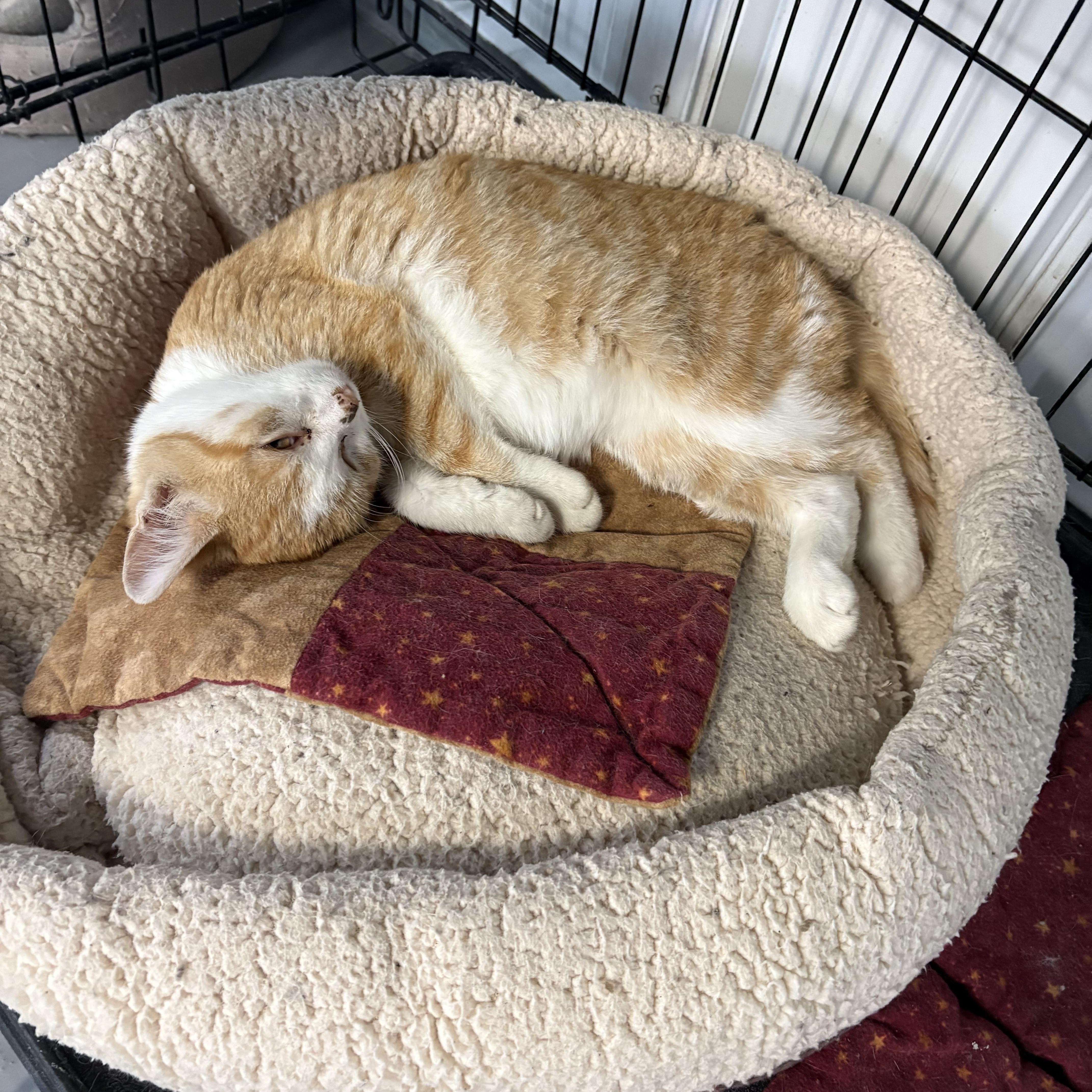 A young medium-sized male American Shorthair cat named Homer for adoption in Big Rapids, MI