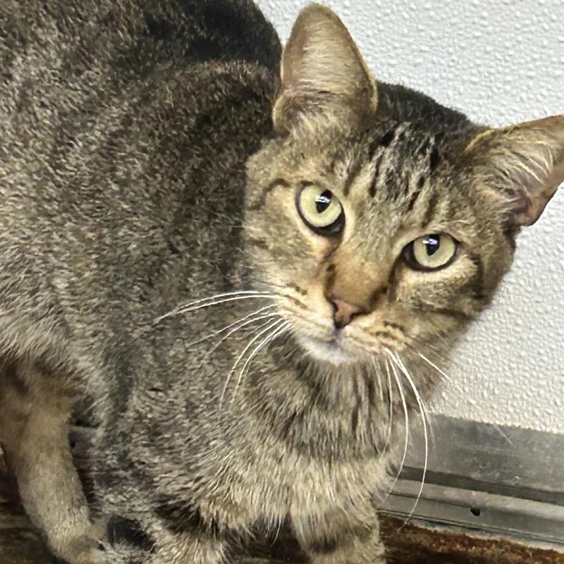 An adult large-sized male Brown / Chocolate American Shorthair cat named Macaroni for adoption in Austin, TX