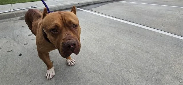 An adult large-sized female Pit Bull Terrier dog named Big Mama for adoption in Garland, TX