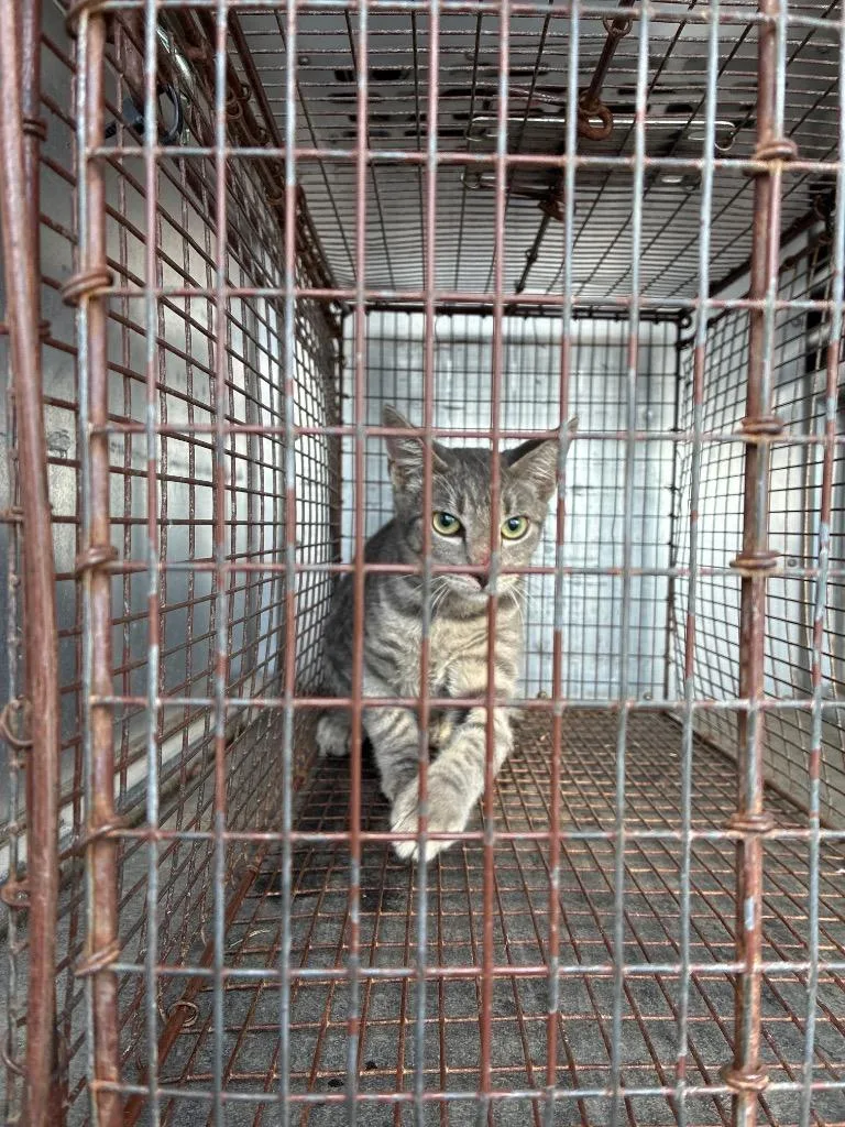 A young medium-sized male Domestic Short Hair cat named Firehouse for adoption in New Braunfels, TX