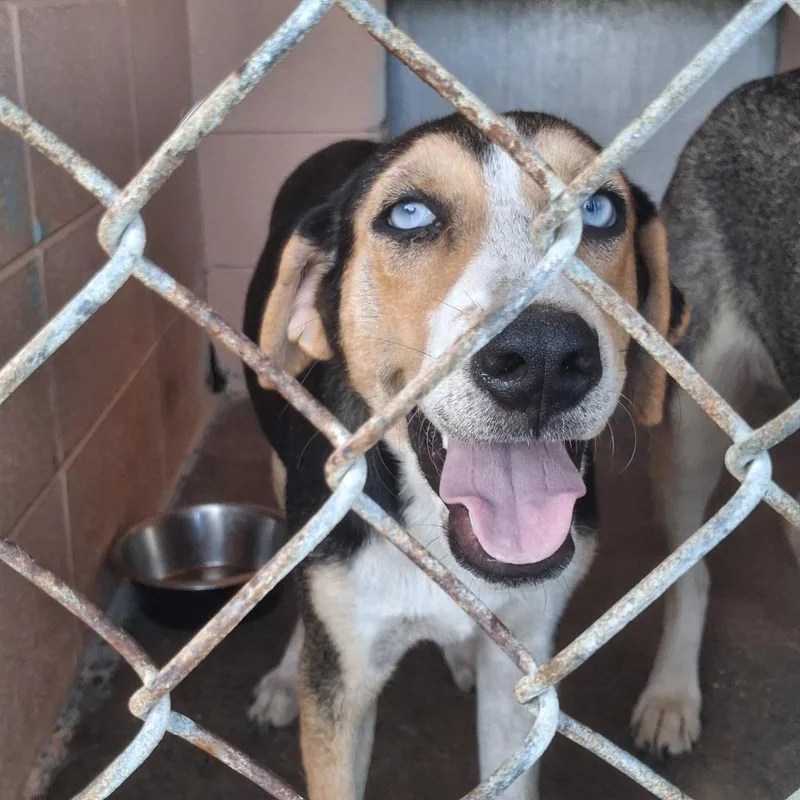 A baby large-sized female Hound dog named Elektra for adoption in Gautier, MS