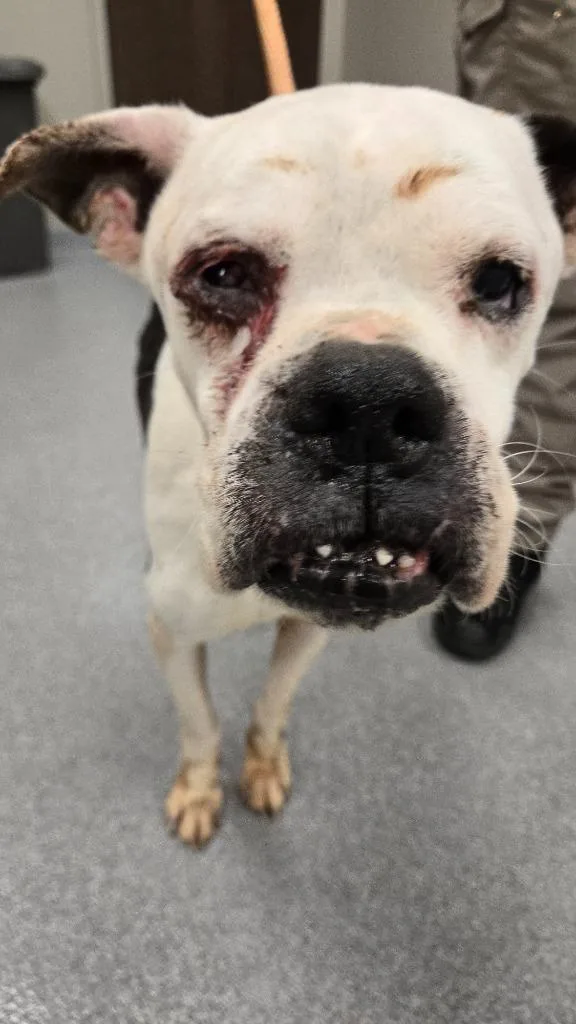 Kane Yrly thumbnail 4