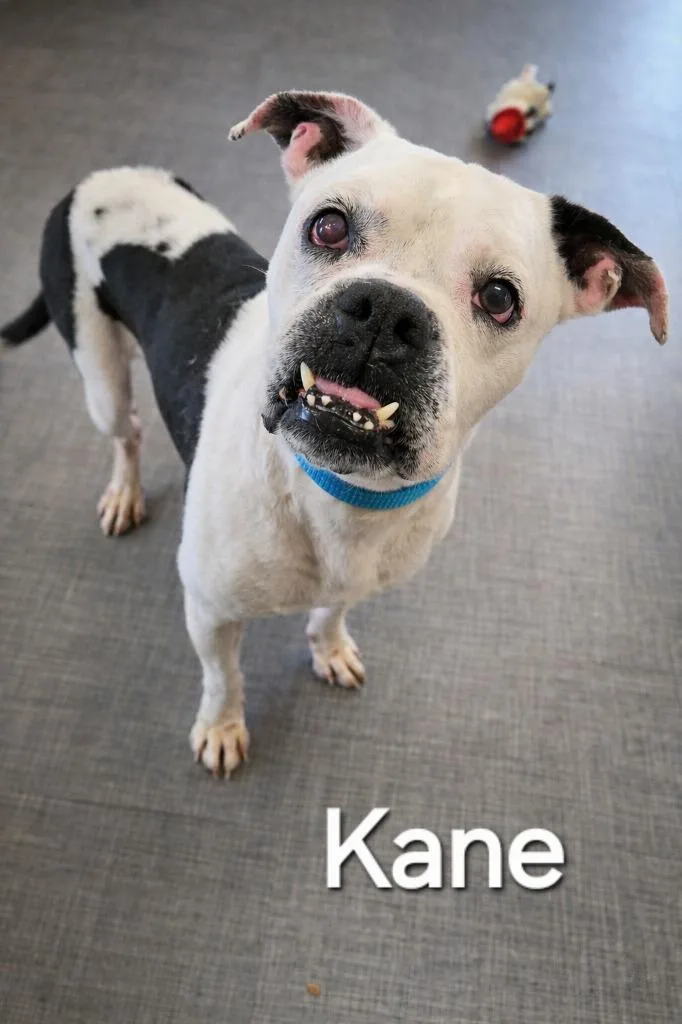 Kane Yrly thumbnail 5