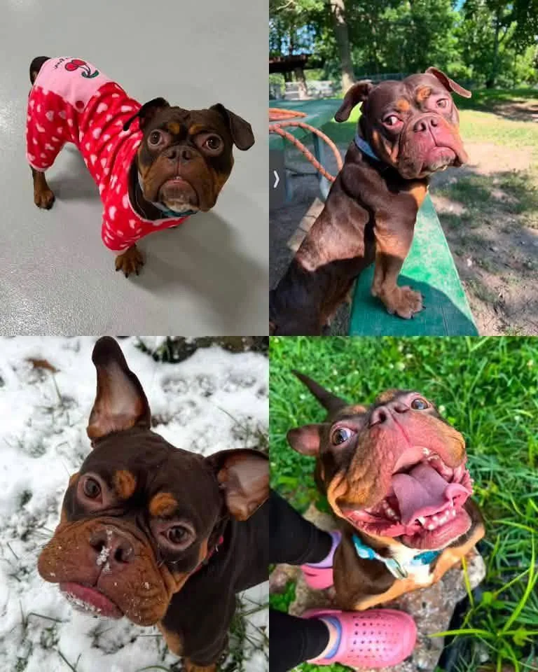 A young small-sized female Mixed Breed dog named Garnet for adoption in Cincinnati, OH