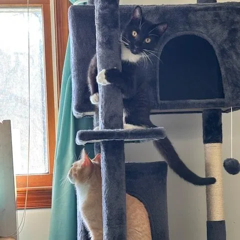 Decaf In Spring Grove