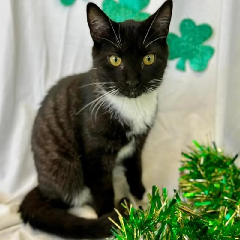 Decaf In Spring Grove thumbnail 2