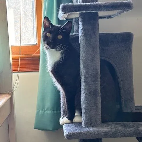 Decaf In Spring Grove thumbnail 3