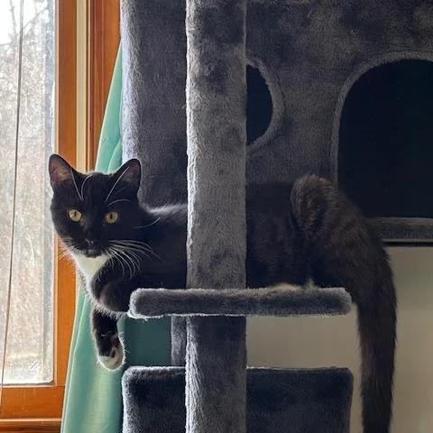 Decaf In Spring Grove thumbnail 4