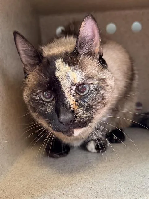 A senior medium-sized female Siamese cat named Diva for adoption in Santa Cruz, CA