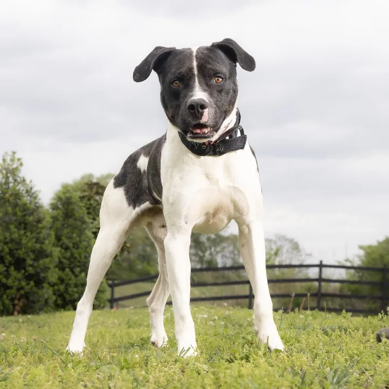 An adult large-sized male Black Mixed Breed dog named Lincoln for adoption in Franklin, TN