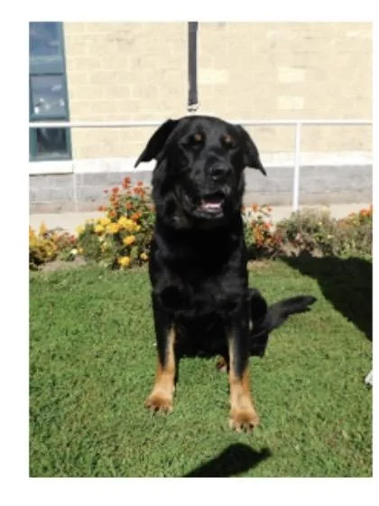 A young extra large-sized male Rottweiler dog named Odin for adoption in Pottsville, PA