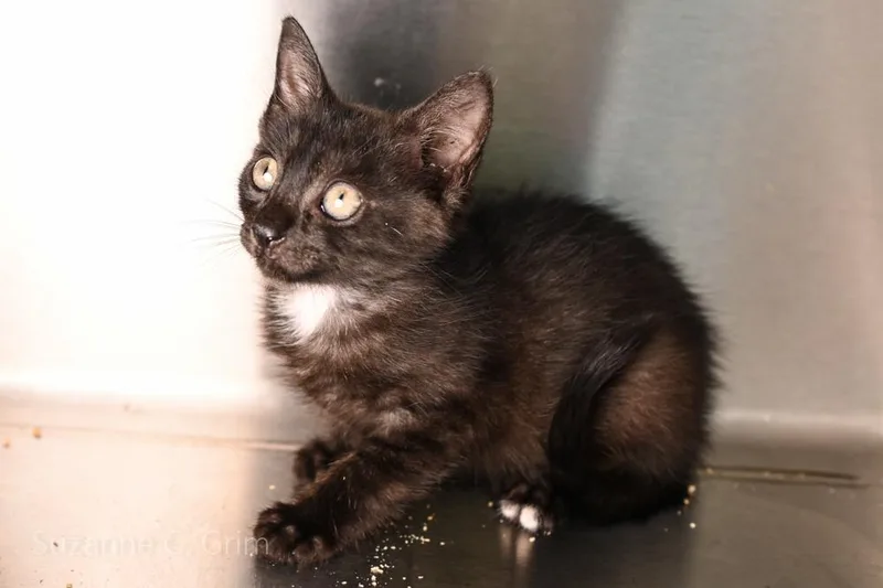 A baby small-sized female Domestic Short Hair cat named Norma for adoption in New Orleans, LA