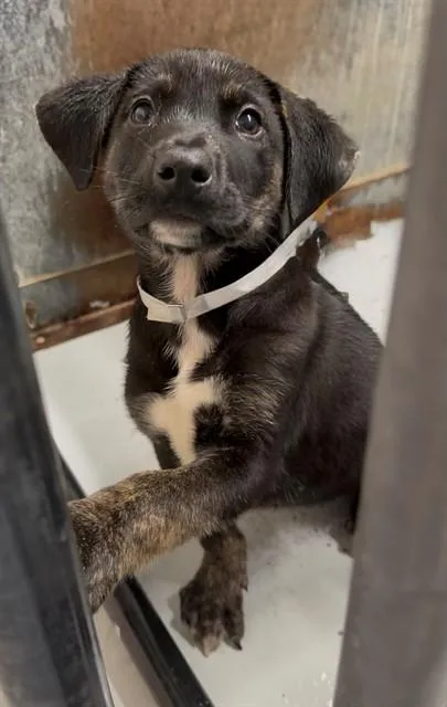 A baby small-sized male German Shepherd Dog dog named Robert for adoption in Conroe, TX