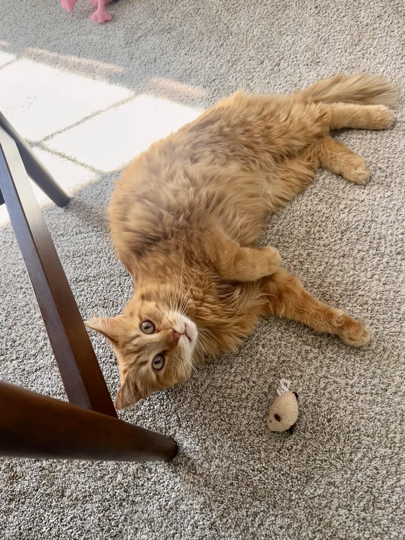 Purrince Harry thumbnail 2