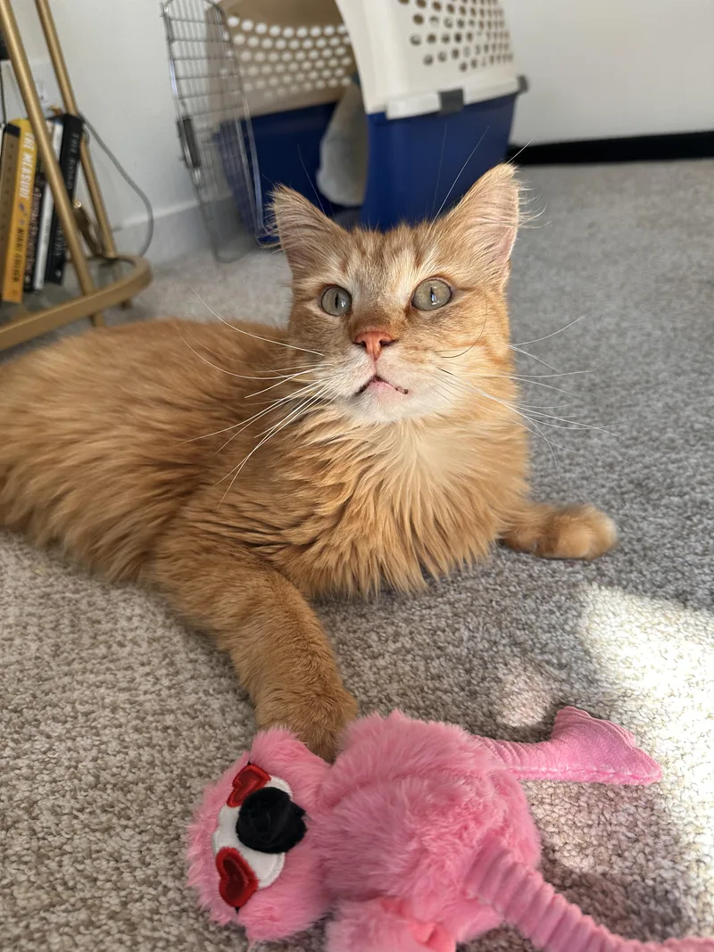 Purrince Harry thumbnail 3