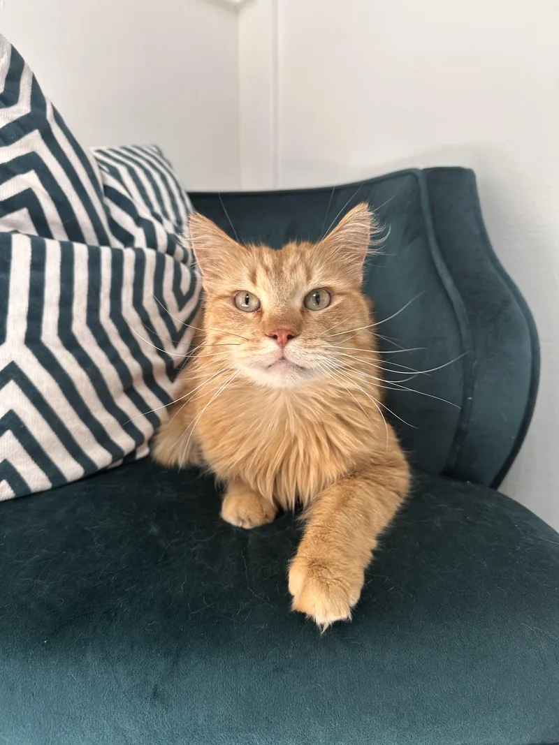 Purrince Harry thumbnail 4