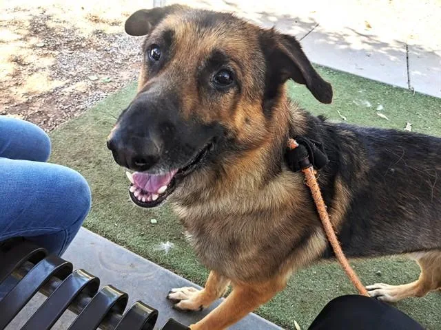 An adult large-sized male German Shepherd Dog dog named Scooby for adoption in Phoenix, AZ