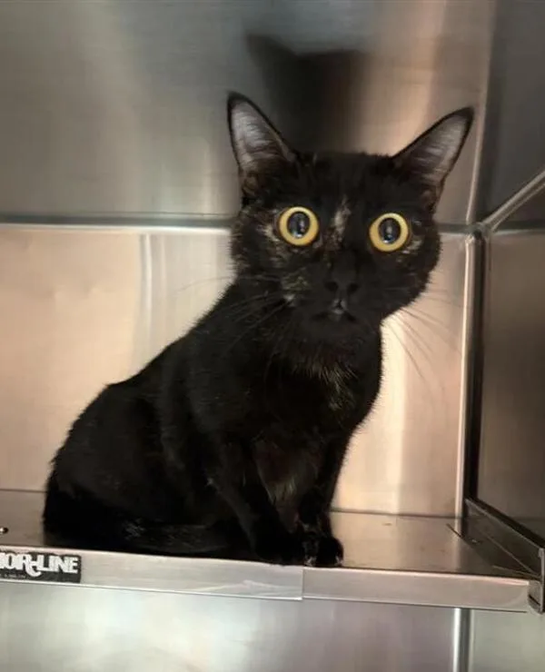 A young medium-sized female Domestic Short Hair cat named Opal for adoption in Great Falls, MT