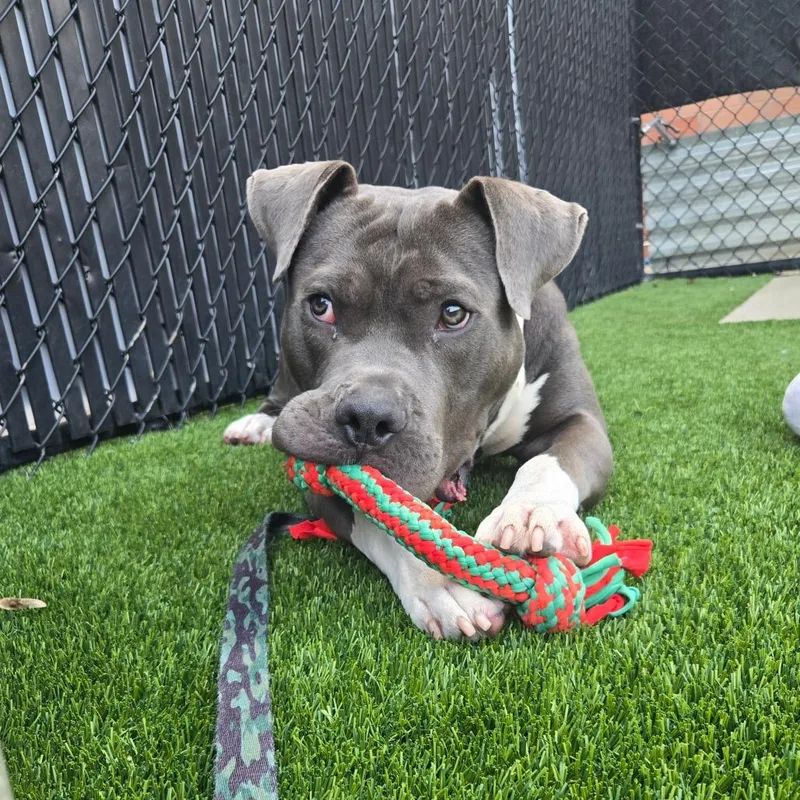 A young large-sized male Mixed Breed dog named Gnathan for adoption in Pittsburgh, PA