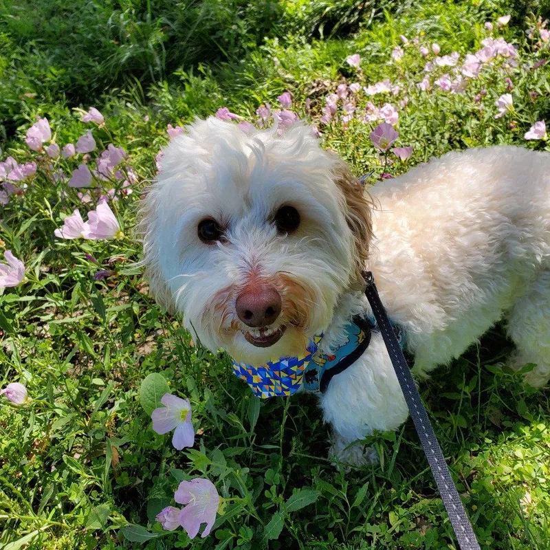 A senior small-sized male Poodle dog named Ollie VII for adoption in Dallas, TX