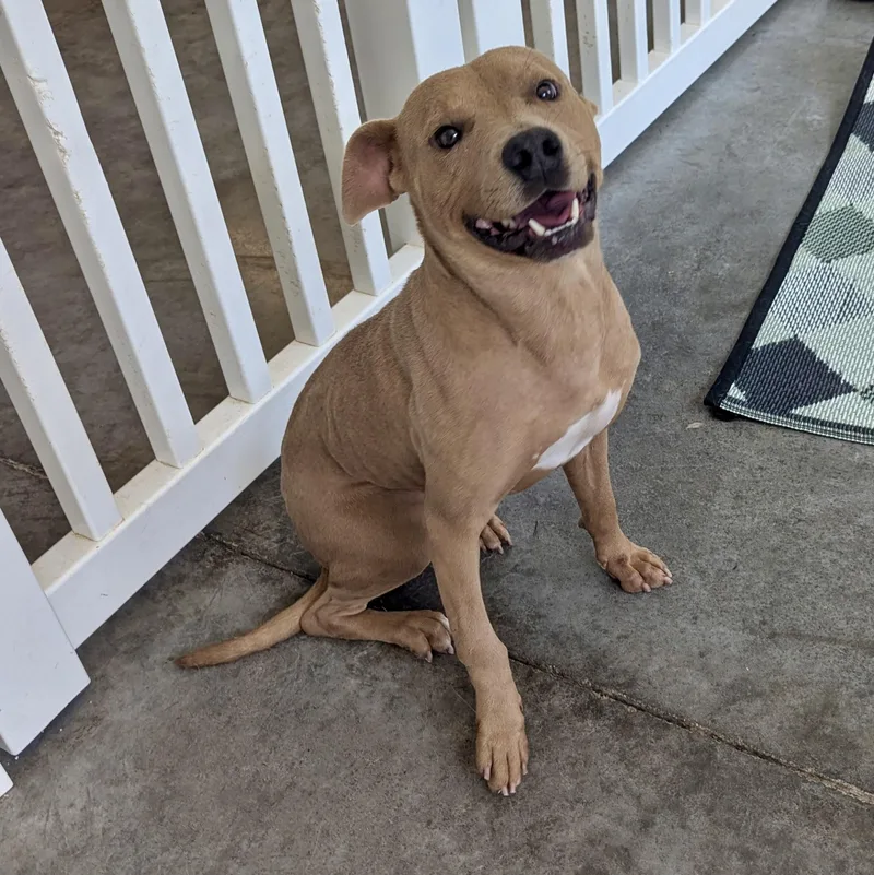 A young medium-sized male Golden Hound dog named James for adoption in Paramus, NJ