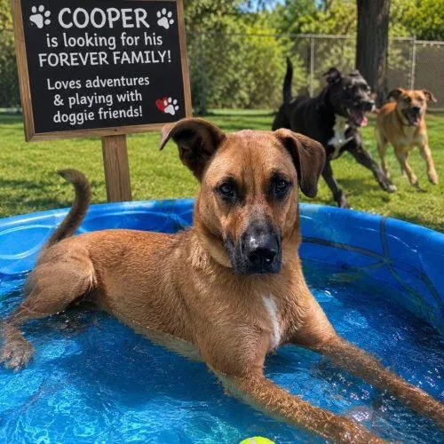 A young medium-sized male Brown / Chocolate Cattle Dog dog named Cooper for adoption in Leesburg, AL
