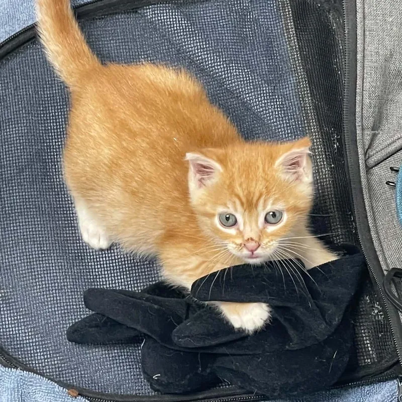 A baby small-sized male Orange / Red Domestic Short Hair cat named Paprika for adoption in St. Helena, CA
