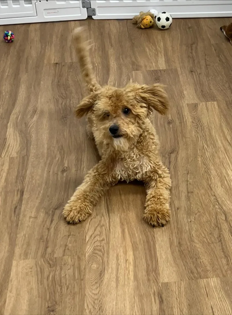 Tan Teddy
