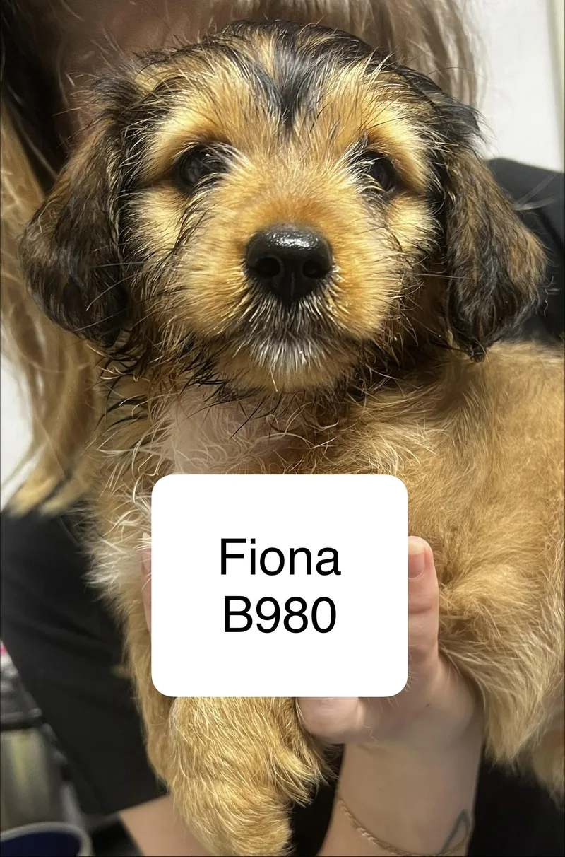 A baby small-sized female Brown / Chocolate Shih Tzu dog named Fiona for adoption in Morganton, NC