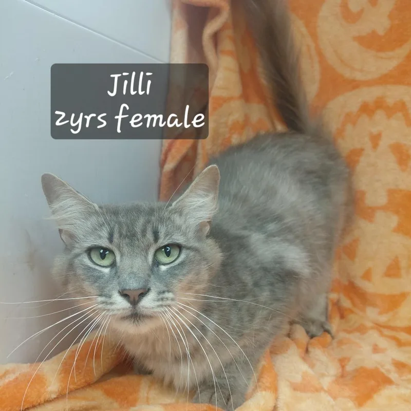 Jilli