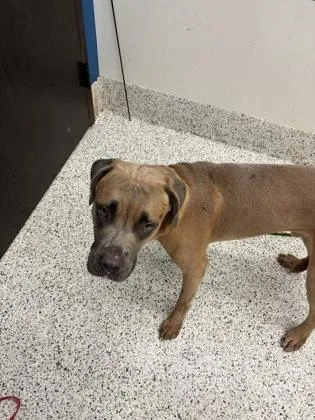 A young large-sized male Cane Corso dog named Rizzar for adoption in Atlanta, GA