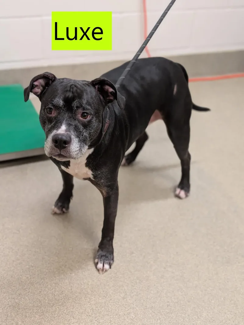 A senior medium-sized male Black Pit Bull Terrier dog named Luxe for adoption in Mount Vernon, OH
