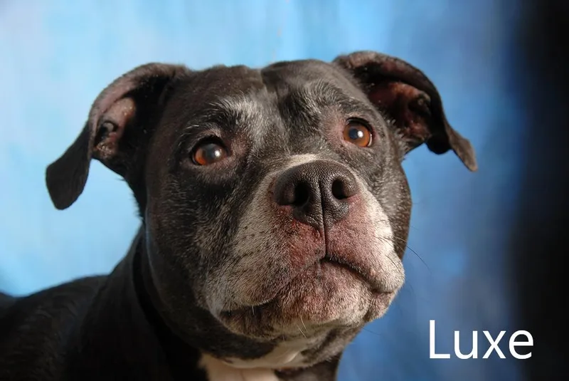 Luxe thumbnail 2