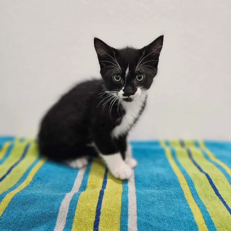 A baby medium-sized male Black & White / Tuxedo Domestic Short Hair cat named Cliff for adoption in Spokane , WA