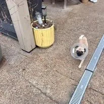 An adult small-sized female Yellow / Tan / Blond / Fawn Pug dog named Dumpling for adoption in Knoxville, TN