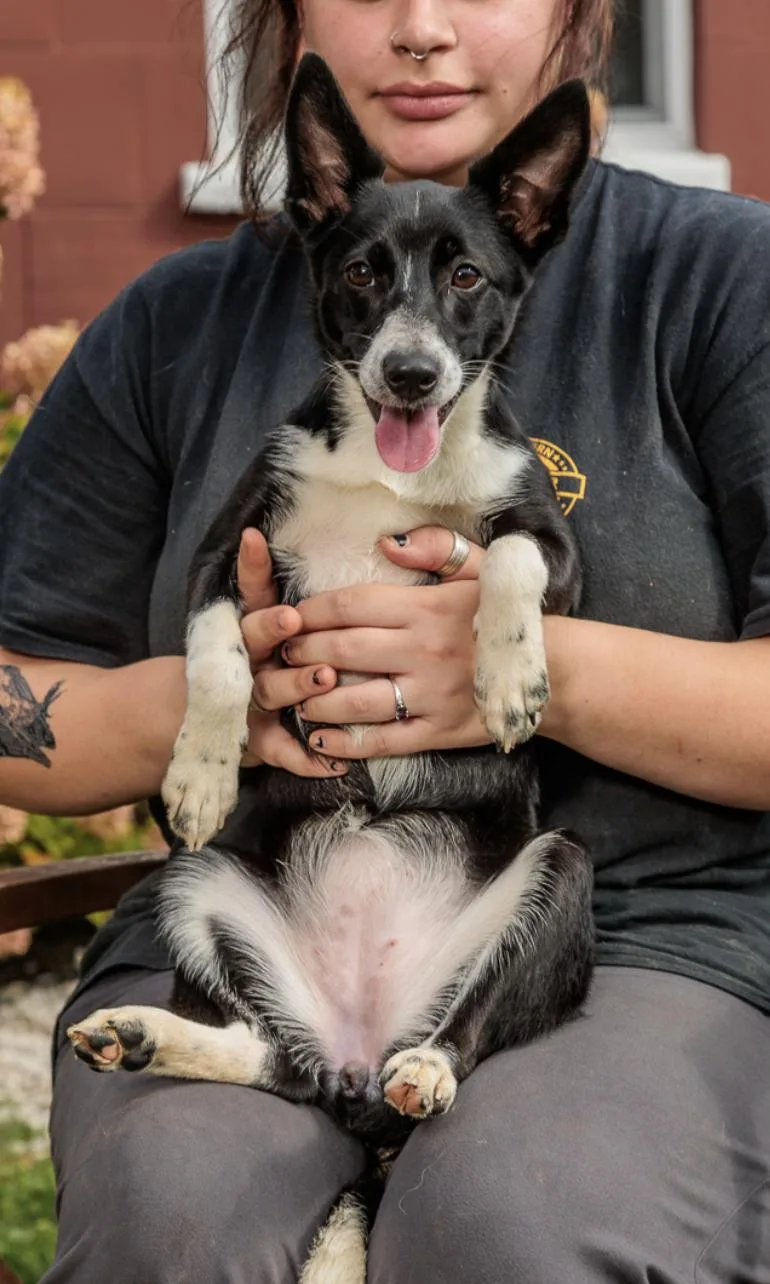 A baby small-sized male Basenji dog named Malawi for adoption in Chester Springs, PA