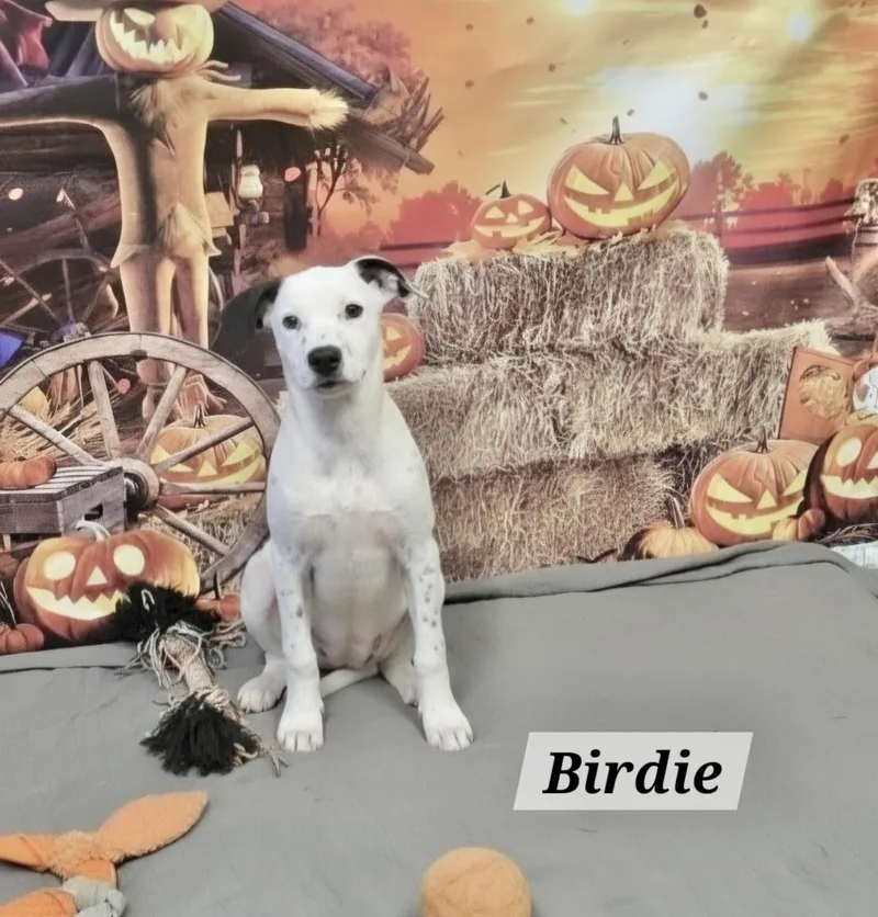 Birdie thumbnail 2