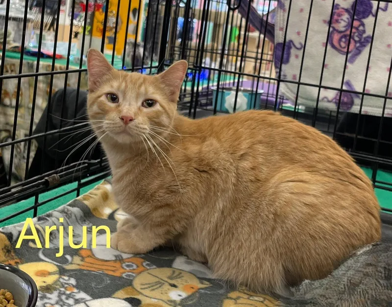 A young medium-sized male Orange / Red Oriental Tabby cat named Arjun N. for adoption in Sacramento, CA