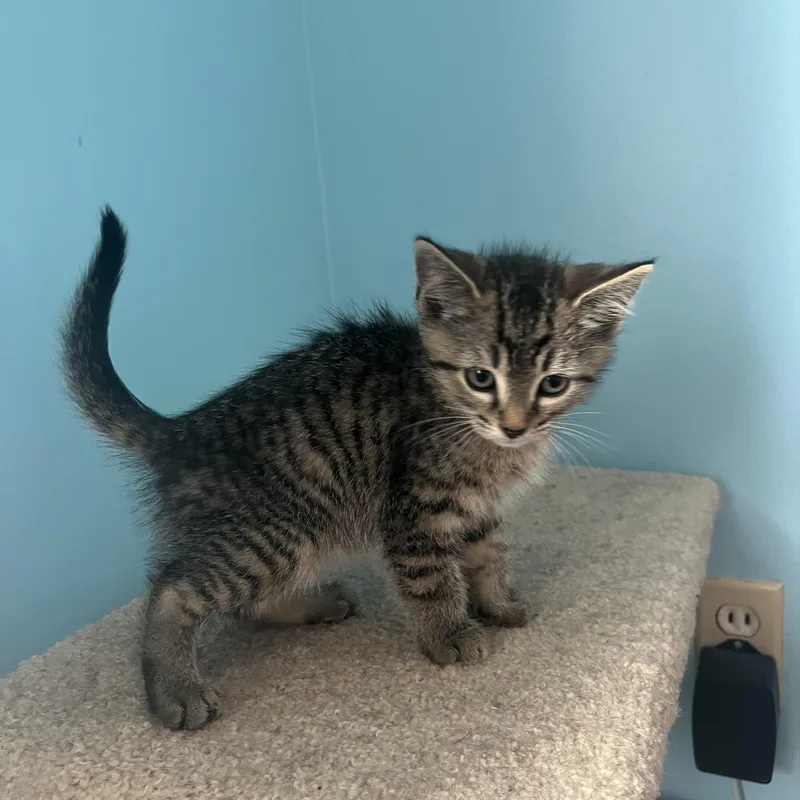 A baby medium-sized male Tabby cat named Waldorf for adoption in Woodbridge, VA