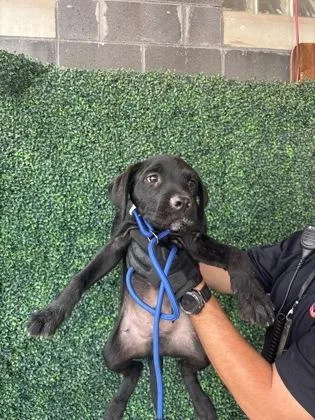 A baby large-sized male Retriever dog named 61686766 for adoption in El Paso, TX