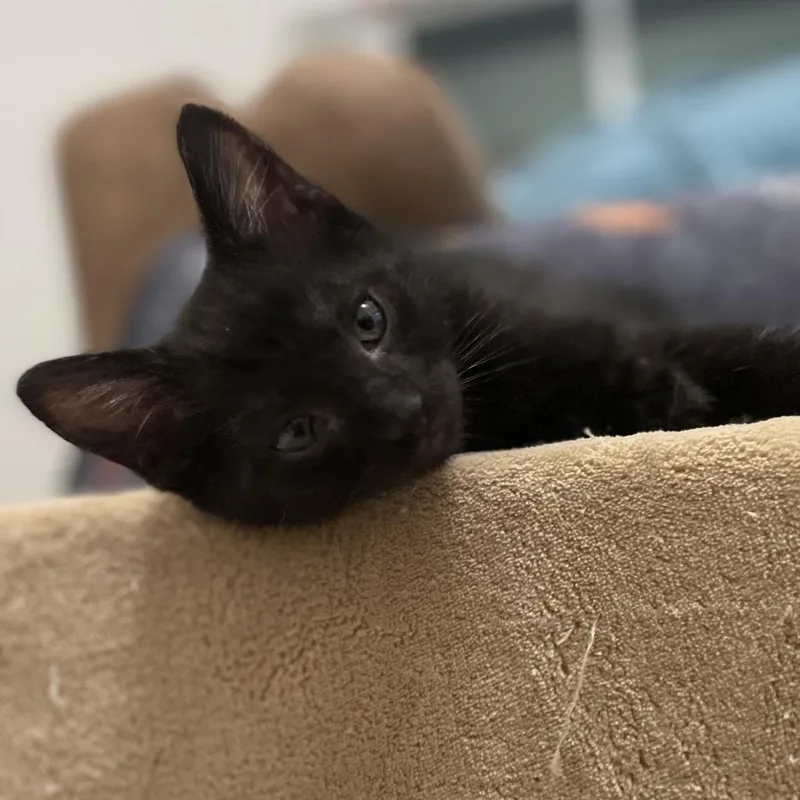 A baby small-sized male Black Domestic Short Hair cat named Sasuke for adoption in Kanab, UT