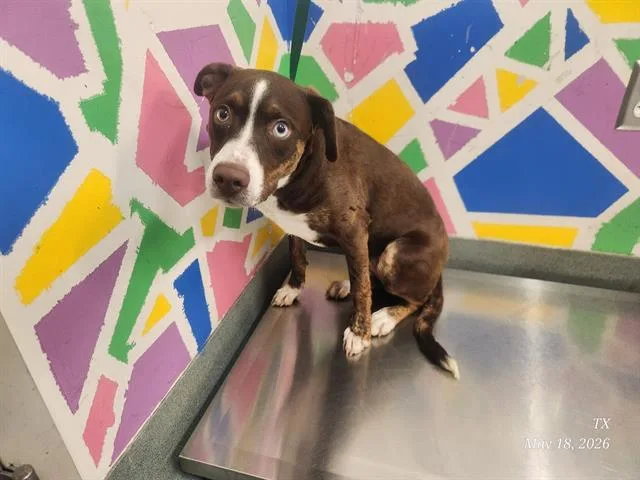 A baby medium-sized female Pit Bull Terrier dog named Molly for adoption in Baytown, TX