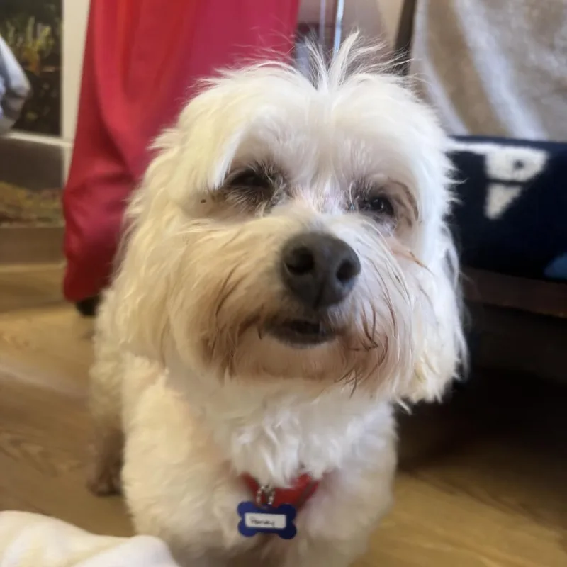 Harvey