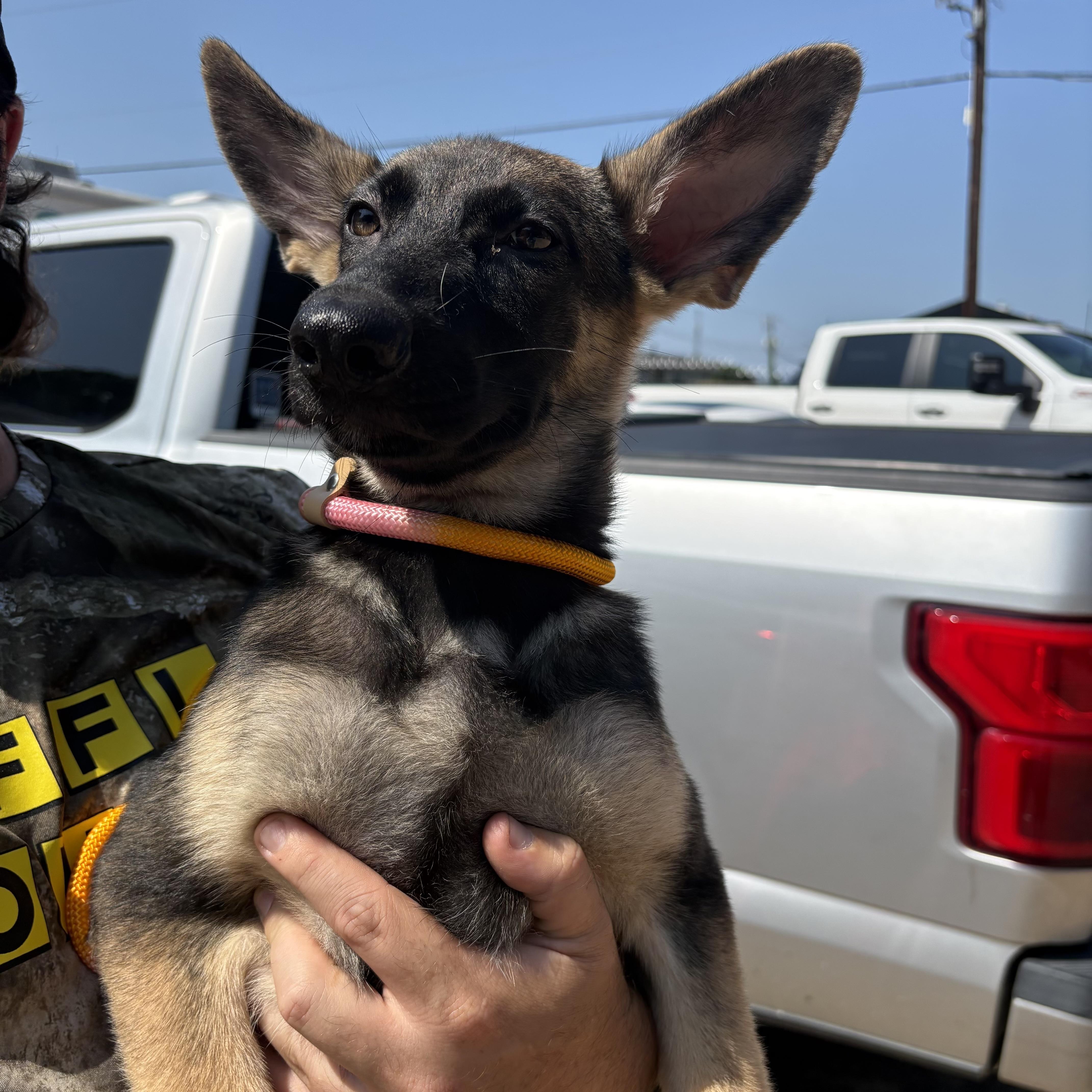 A baby large-sized female Black German Shepherd Dog dog named American Express for adoption in Columbia, SC