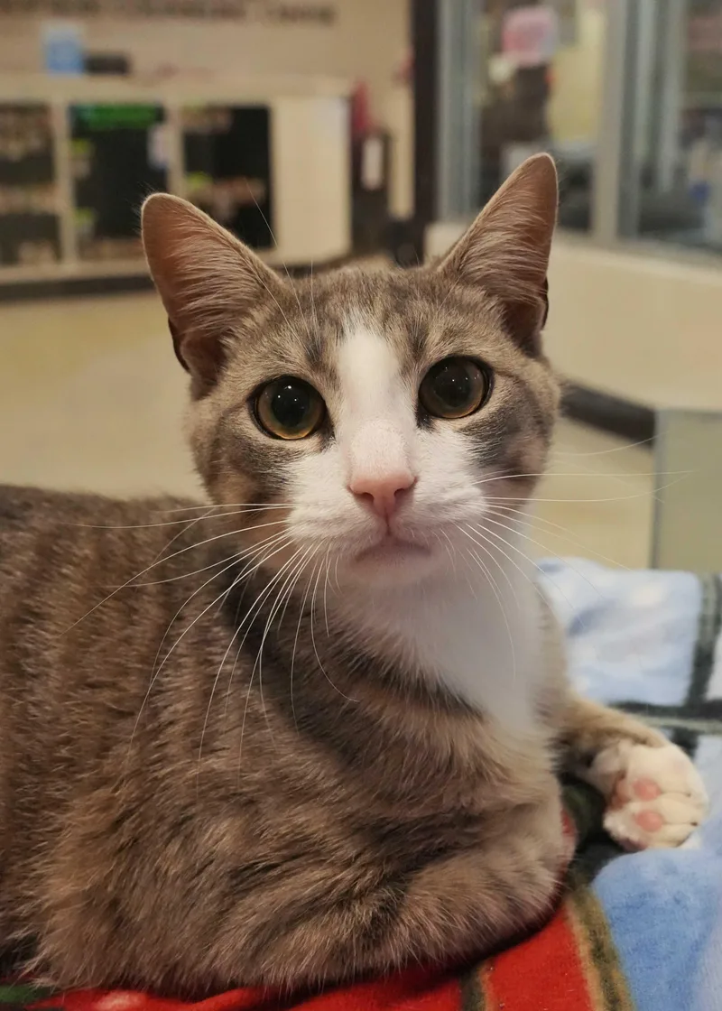 A young medium-sized male Gray & White Domestic Short Hair cat named Moosk for adoption in Aiken, SC