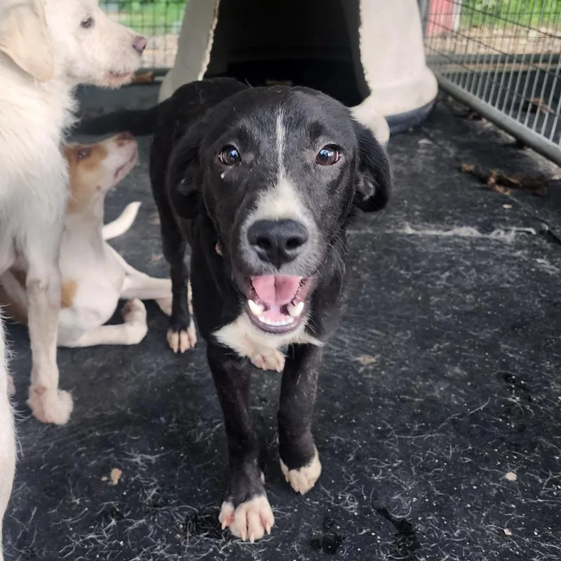 A young medium-sized male Black Mixed Breed dog named Alex for adoption in Evensville, TN