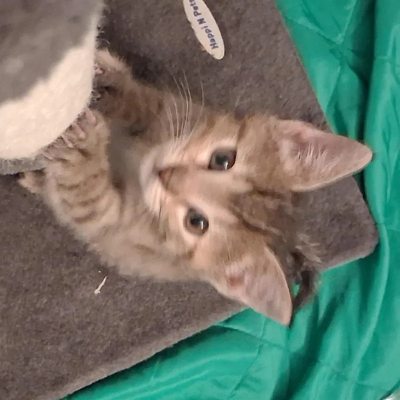 A baby small-sized female Domestic Short Hair cat named Maat for adoption in Indianapolis, IN